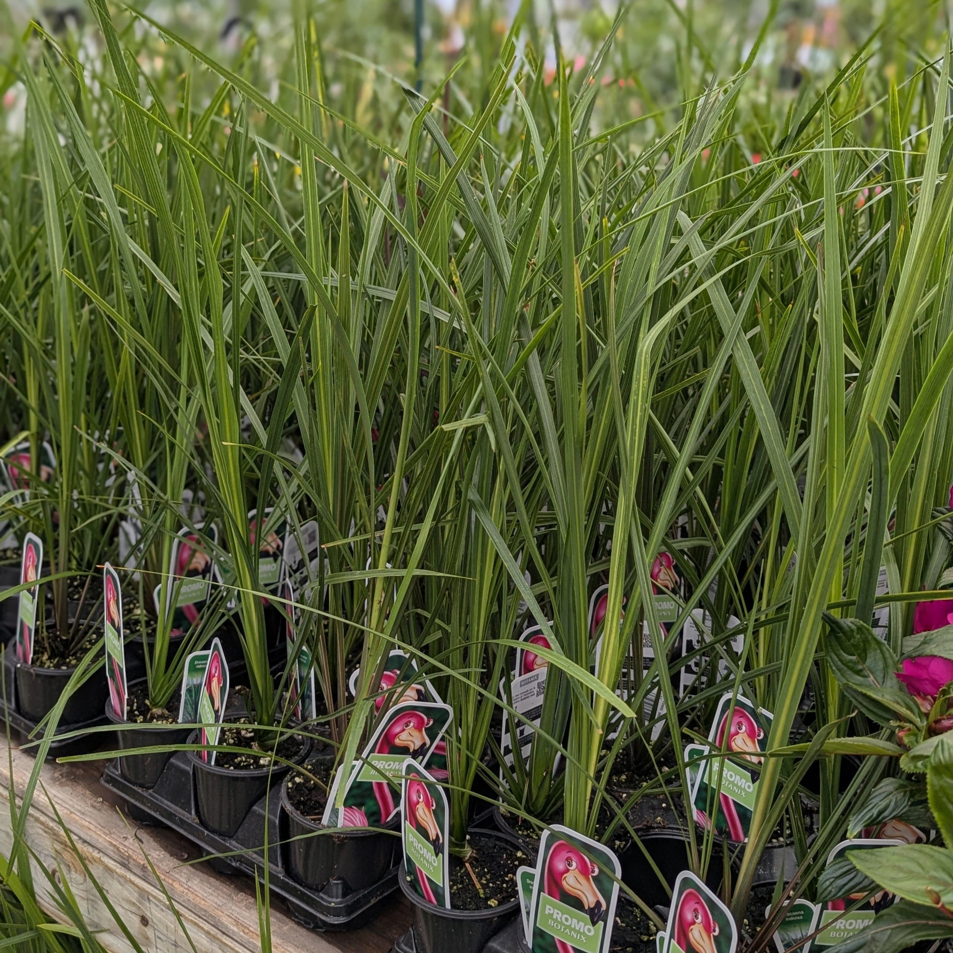 are spike dracaena deer resistant Dracaena / Cordyline indivisa: Star Plant for Summer Containers