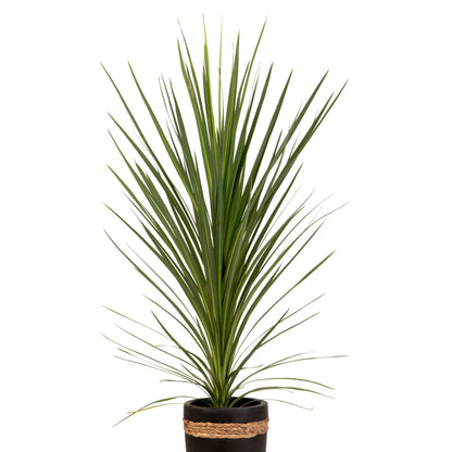 thistle and spire dracaena Dracaena / Cordyline indivisa: Star Plant for Summer Containers