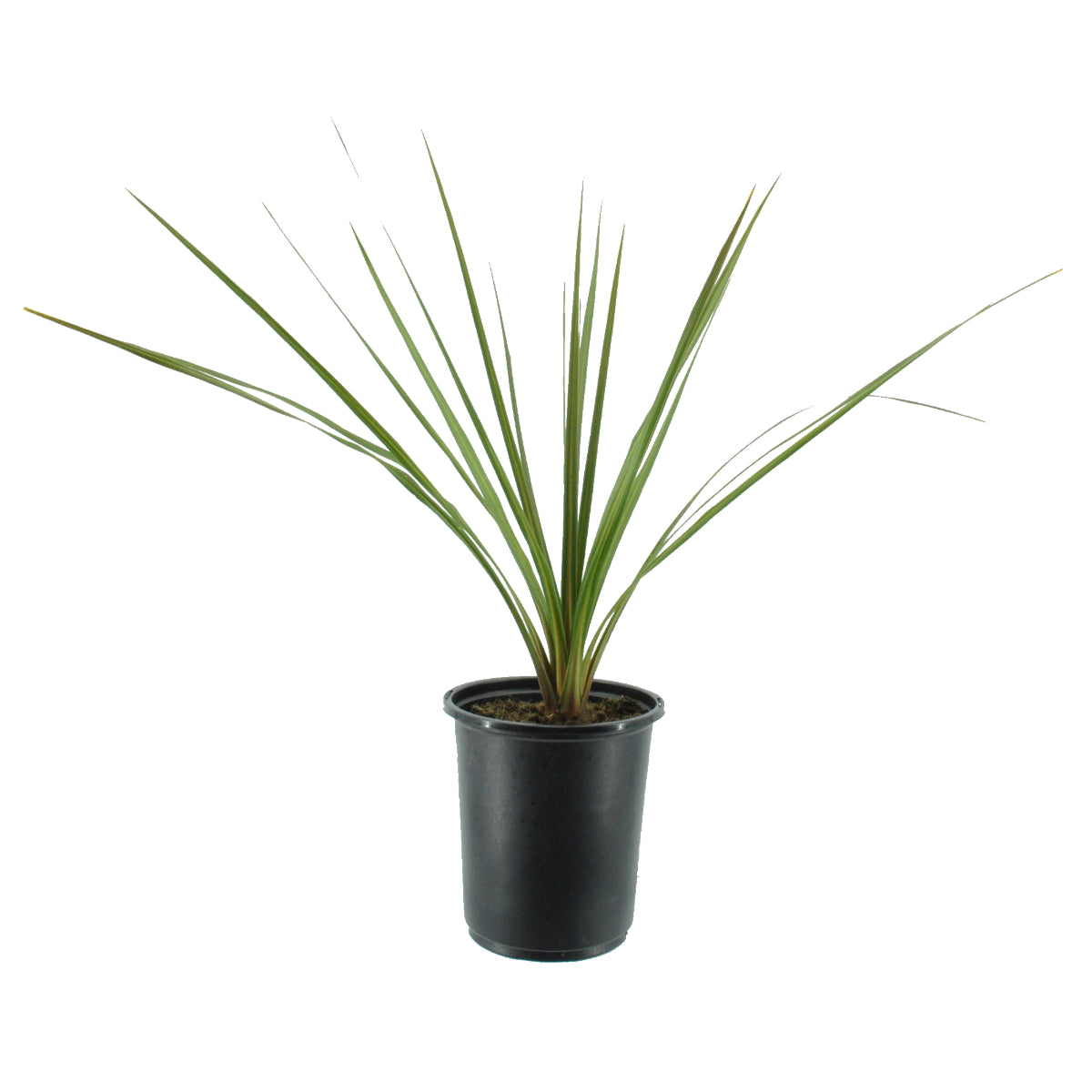 cordyline dracaena indivisa Dracaena / Cordyline indivisa: Star Plant for Summer Containers