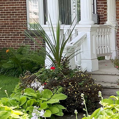 dracaena spike Dracaena / Cordyline indivisa: Star Plant for Summer Containers