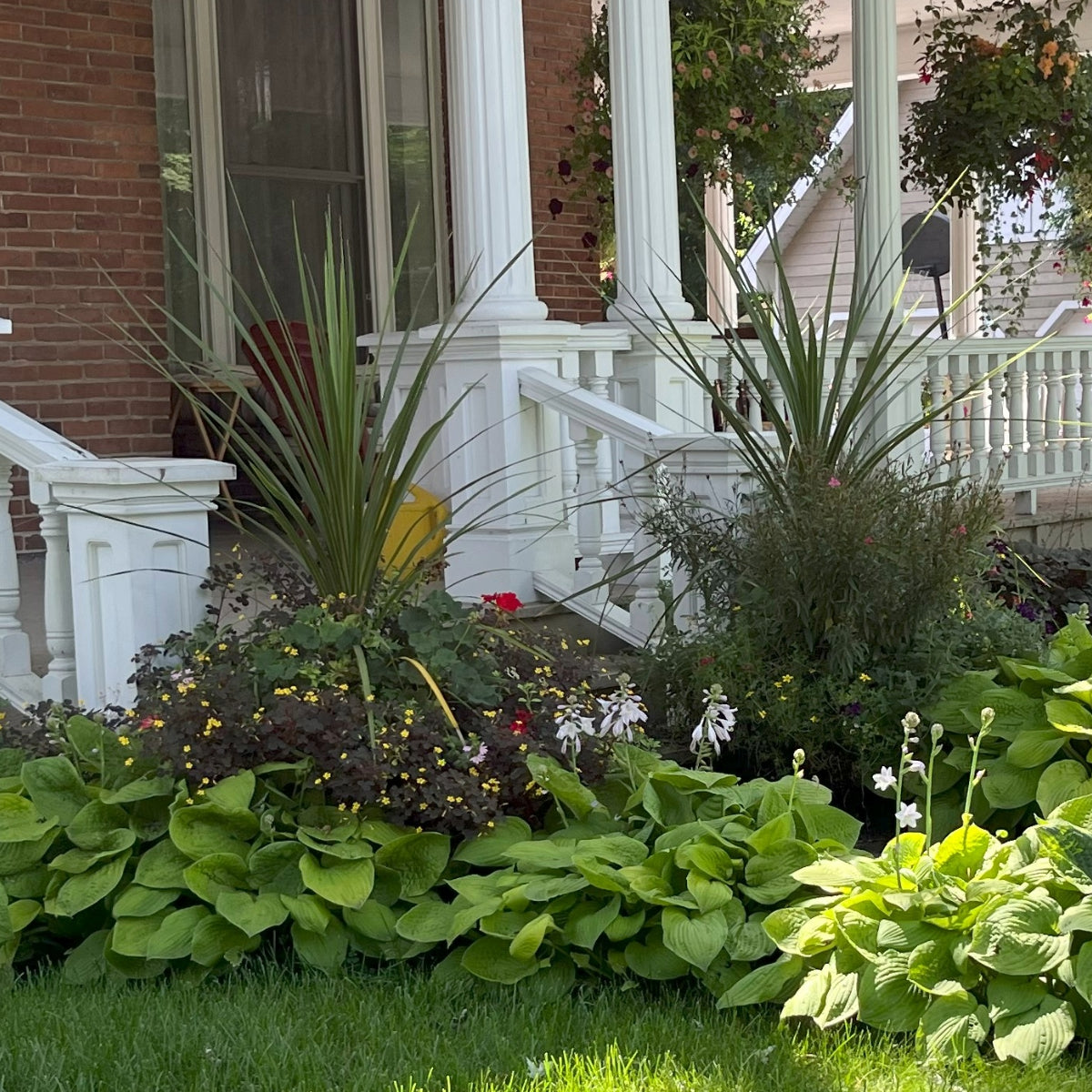 dracaena landscape Dracaena / Cordyline indivisa: Star Plant for Summer Containers