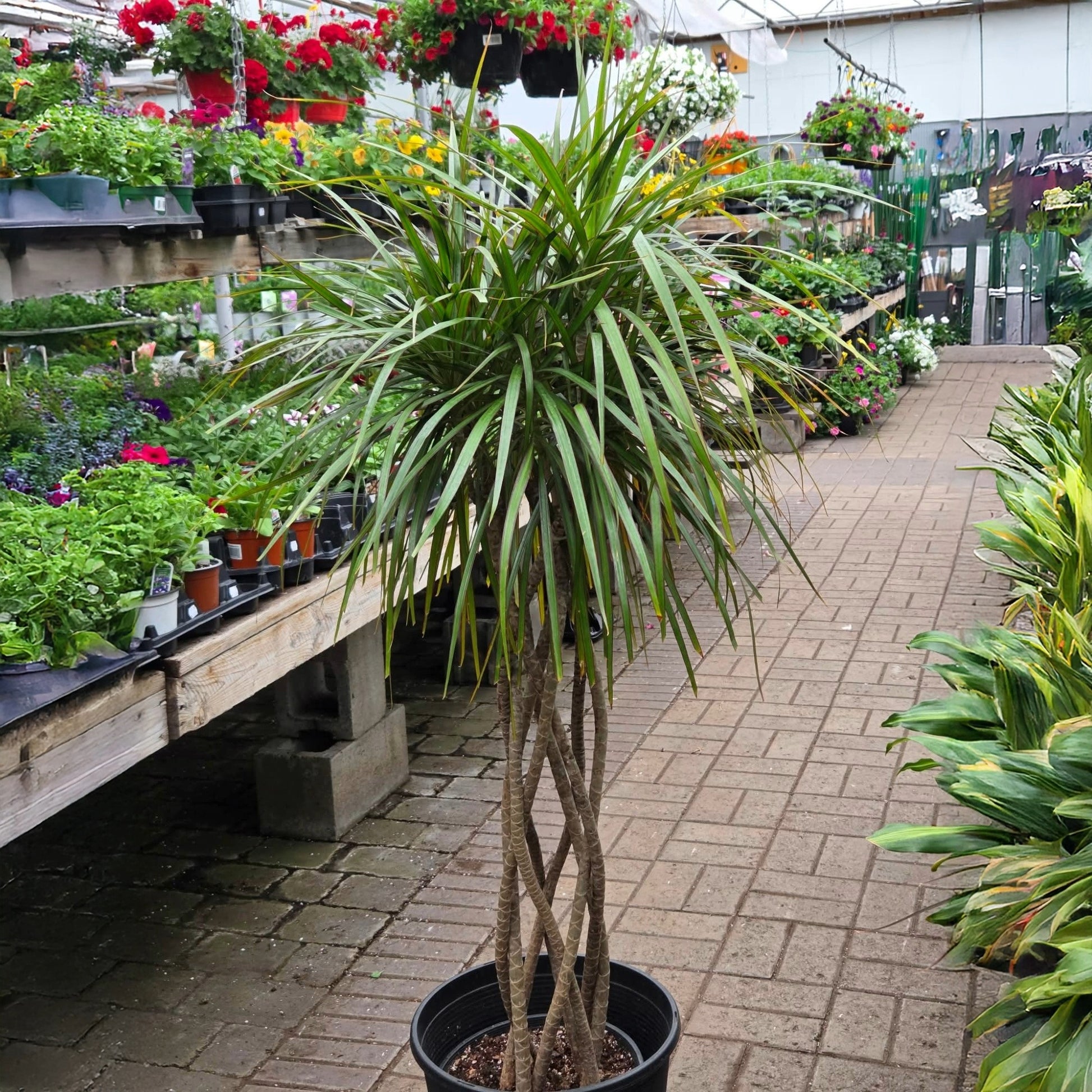 dracaena marginata terrarium Braided Dracaena marginata | Sculptural Indoor Palm