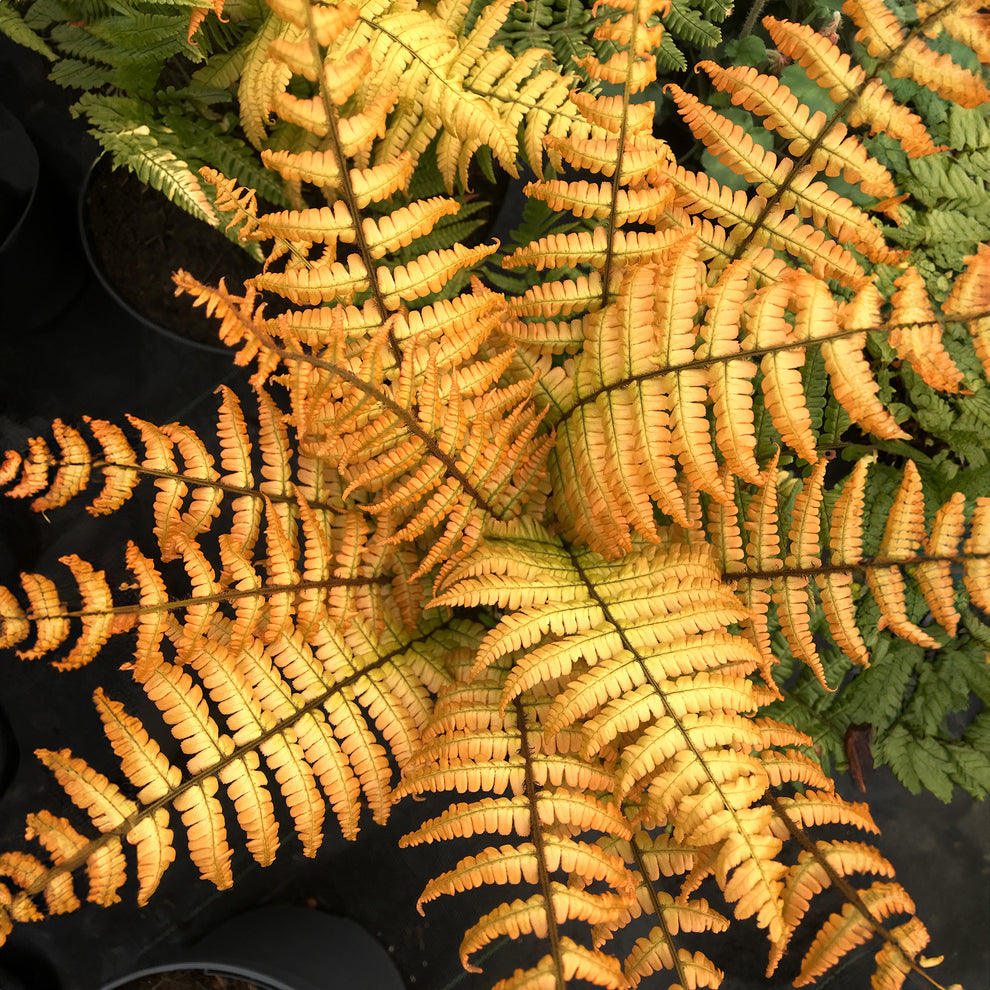 Jurassic Gold Fern – Jardineries Botanix