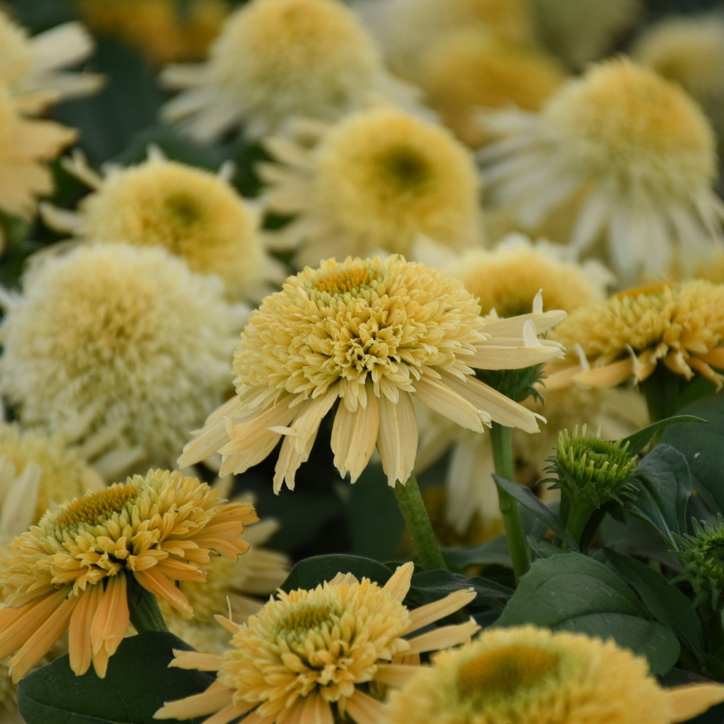 DOUBLE CODED® Butter Pecan Coneflower