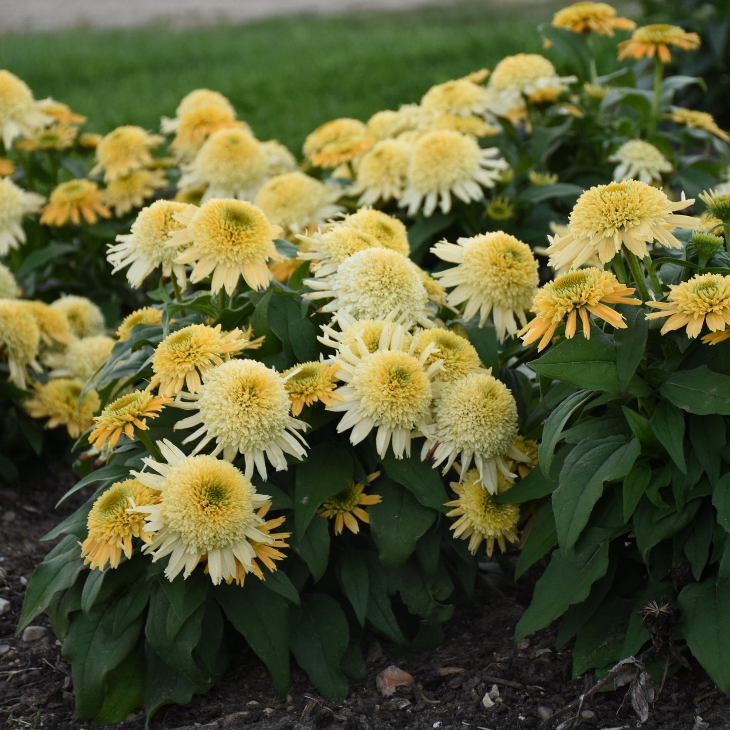 DOUBLE CODED® Butter Pecan Coneflower