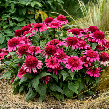 DOUBLE CODED® Raspberry Beret Coneflower