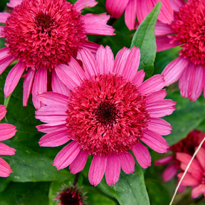 DOUBLE CODED® Raspberry Beret Coneflower