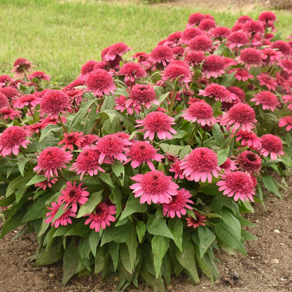 Échinacée DOUBLE CODED® Raspberry Beret – Jardineries Botanix