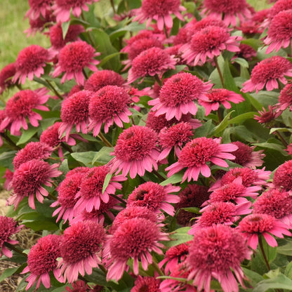 DOUBLE CODED® Raspberry Beret Coneflower