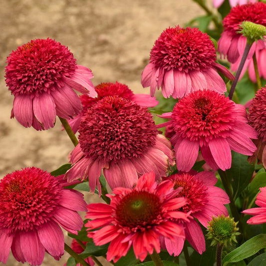 DOUBLE DIPPED™ Watermelon Sugar Coneflower