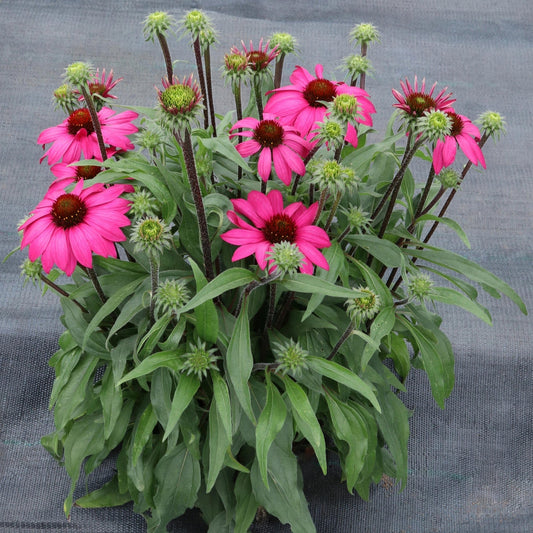 PRIMA™ Berry Coneflower