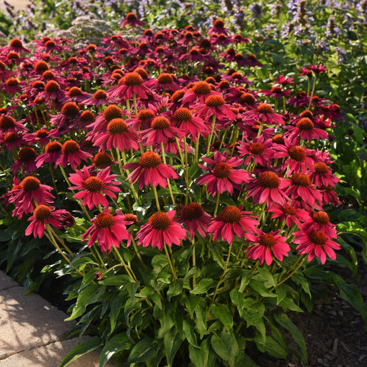 SOMBRERO POCO™ Hot Pink Coneflower