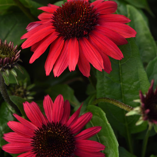 SOMBRERO POCO™ Red Coneflower