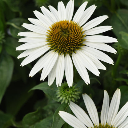 SOMBRERO POCO™ White Coneflower