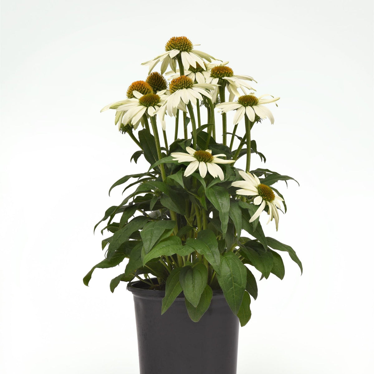 Échinacée SOMBRERO POCO™ White – Jardineries Botanix