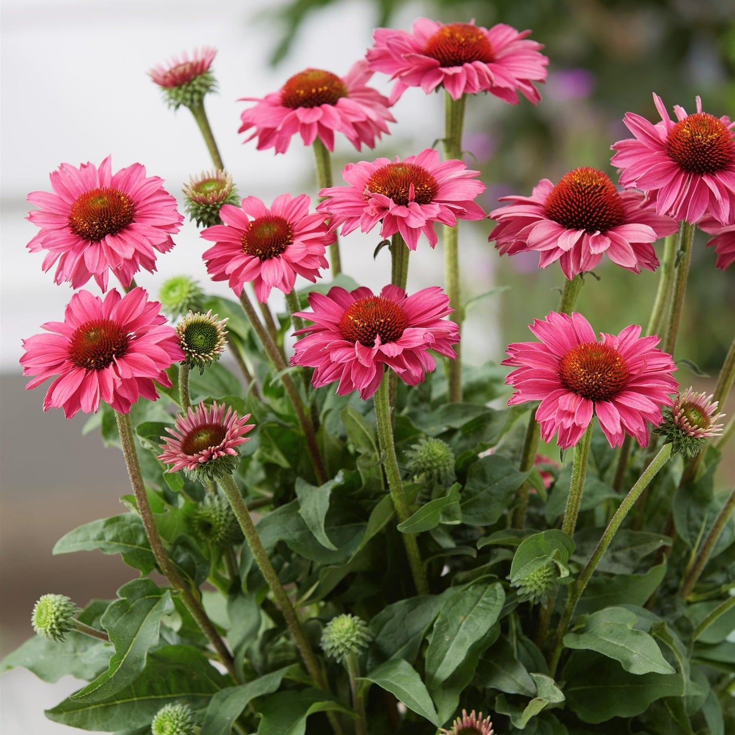 SUNSEEKERS® Magenta Coneflower