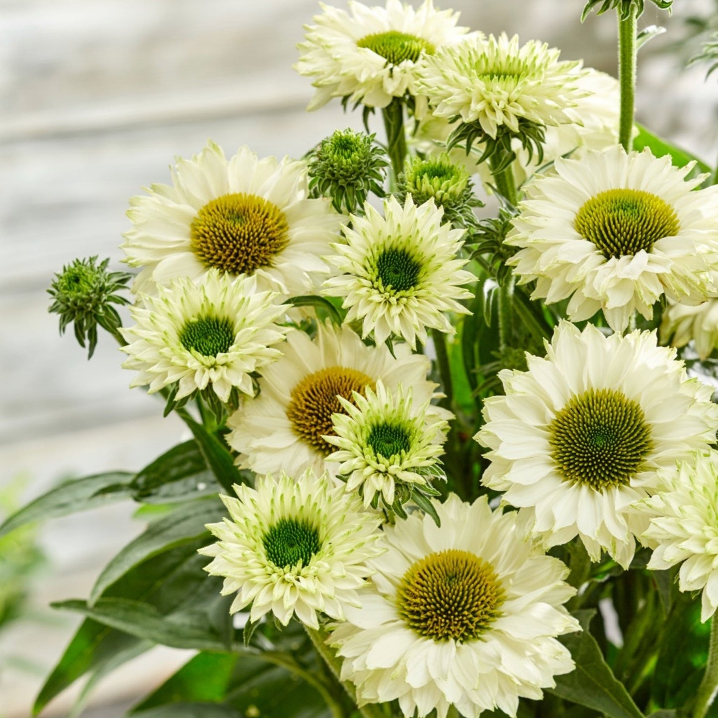 SUNSEEKERS® White Perfection Coneflower