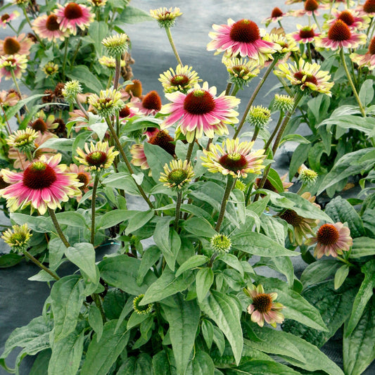 Sweet Sandia' Coneflower