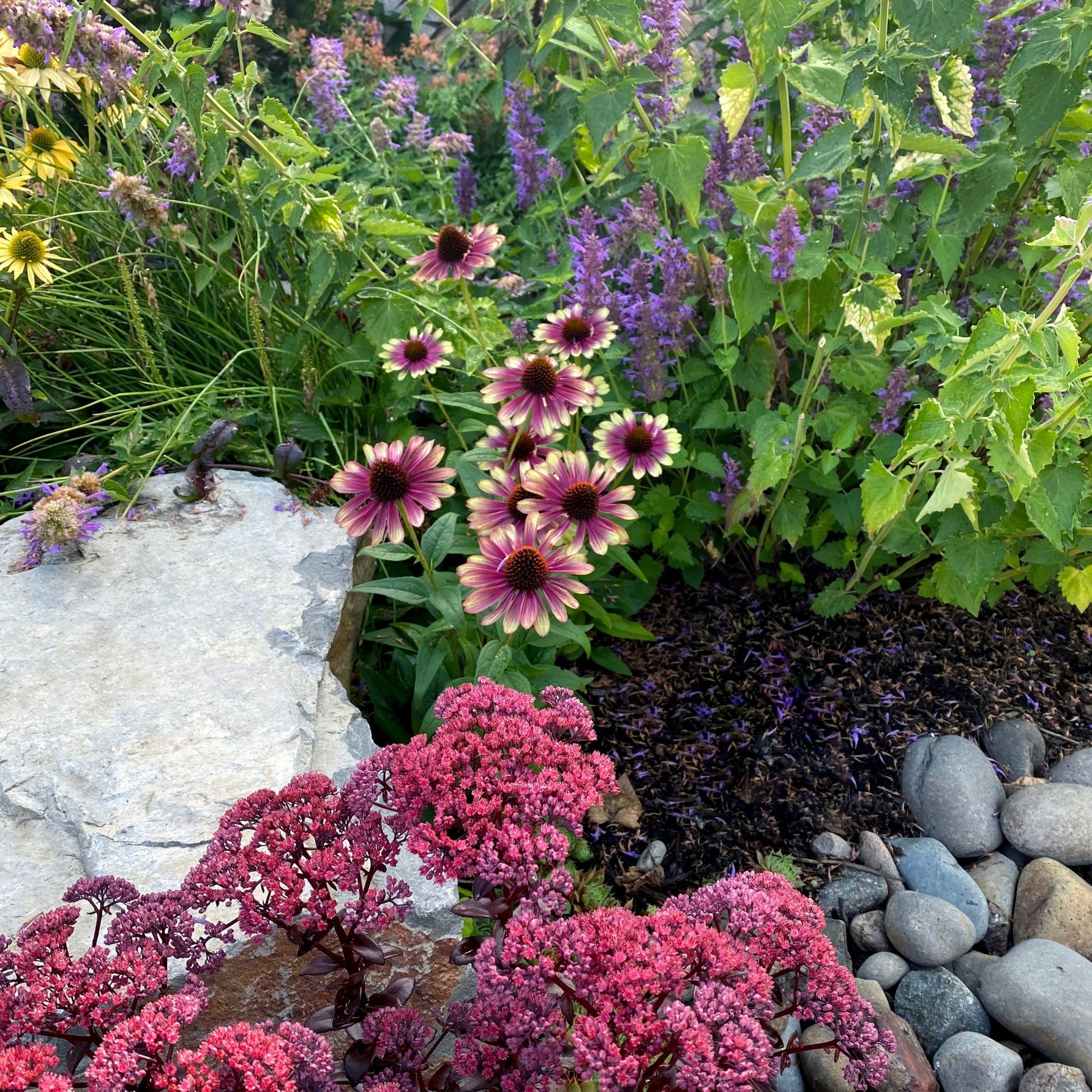 echinacea 'sweet sandia seeds Sweet Sandia' Coneflower – Jardineries Botanix