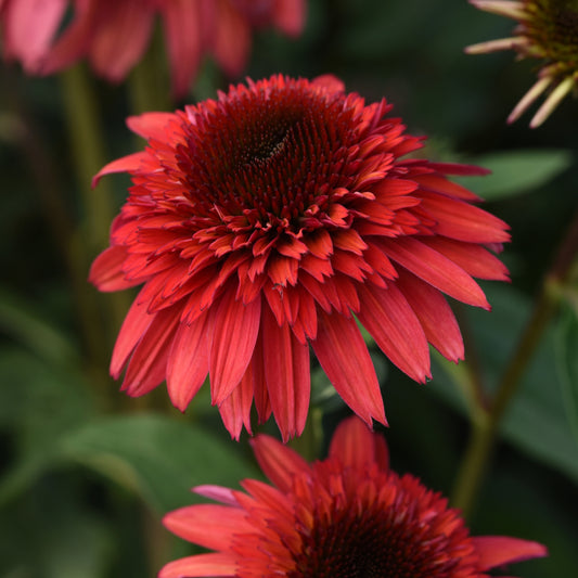 DOUBLE SCOOP™ Raspberry Deluxe Coneflower