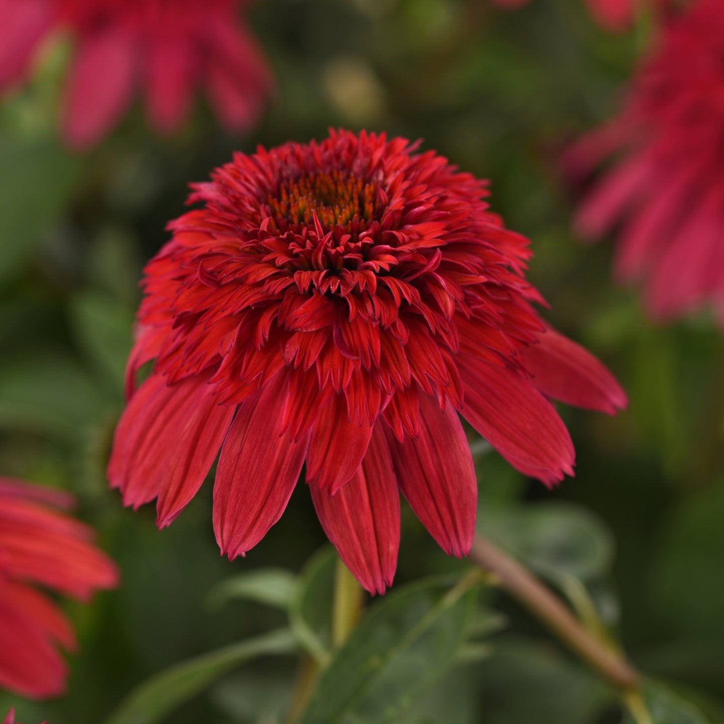 DOUBLE SCOOP™ Strawberry Deluxe Coneflower