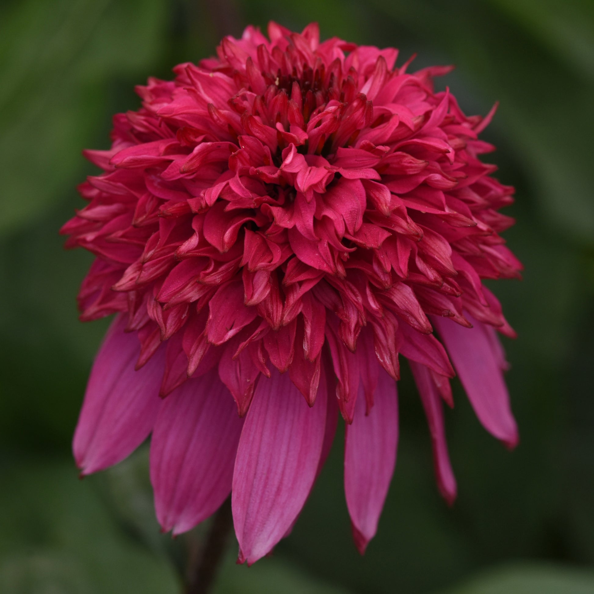 double scoop echinacea seeds DOUBLE SCOOP™ Watermelon Deluxe Coneflower – Jardineries Botanix