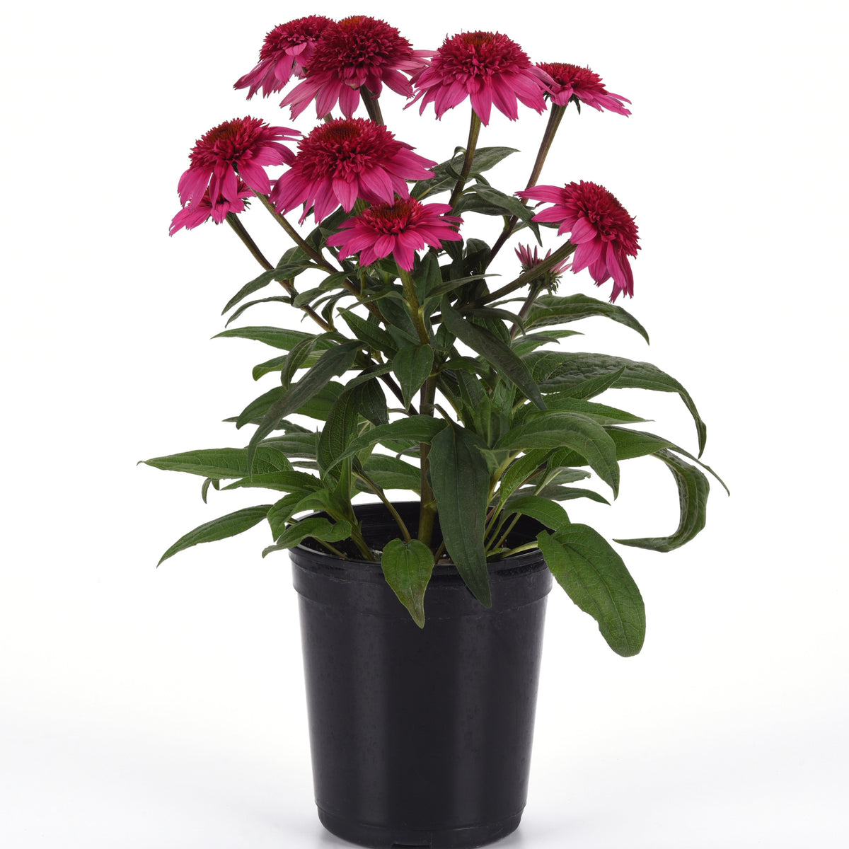 Échinacée DOUBLE SCOOP™ Watermelon Deluxe – Jardineries Botanix