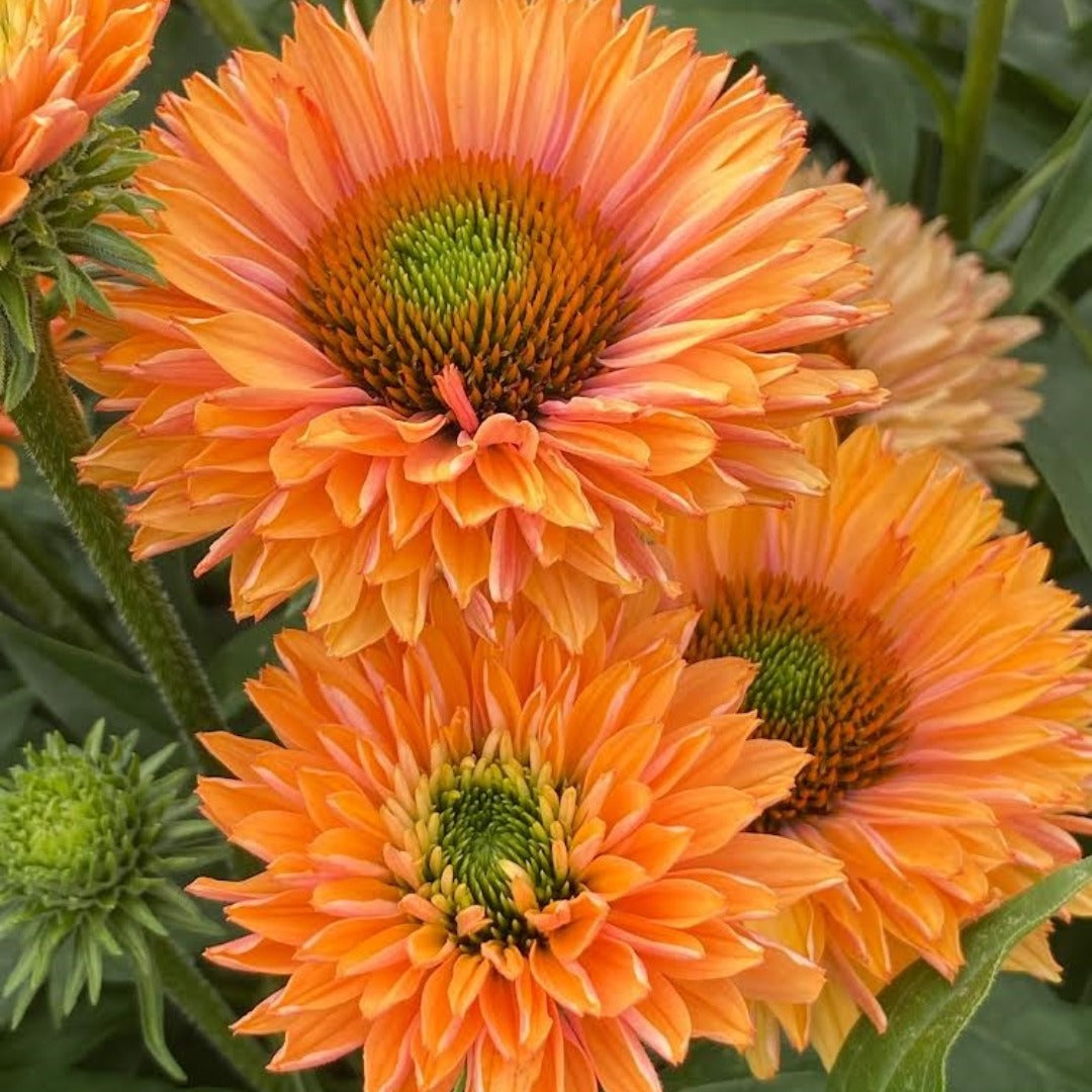 Echinacea SunSeekers® 'Pumpkin Pie' – SunSeekers® 'Pumpkin Pie' Coneflower