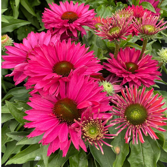 Echinacea SunSeekers® 'Sweet Fuchsia' – SunSeekers® Sweet Fuchsia Coneflower