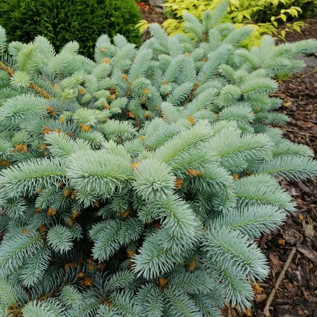 Picea pungens 'Glauca Globosa' – Dwarf Colorado Blue Spruce