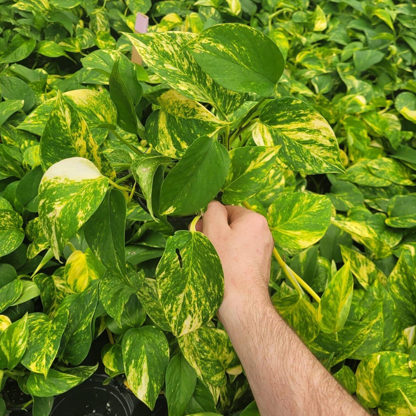 Pothos 'Hawaiian'