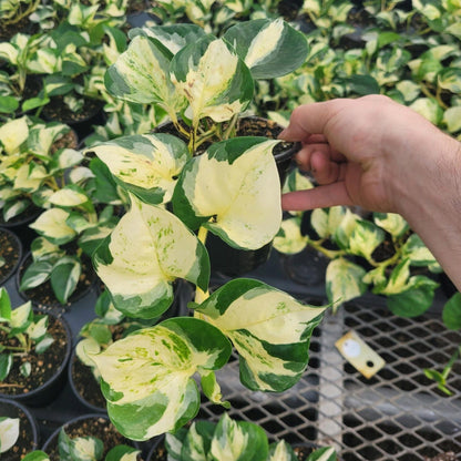 Pothos 'Manjula'