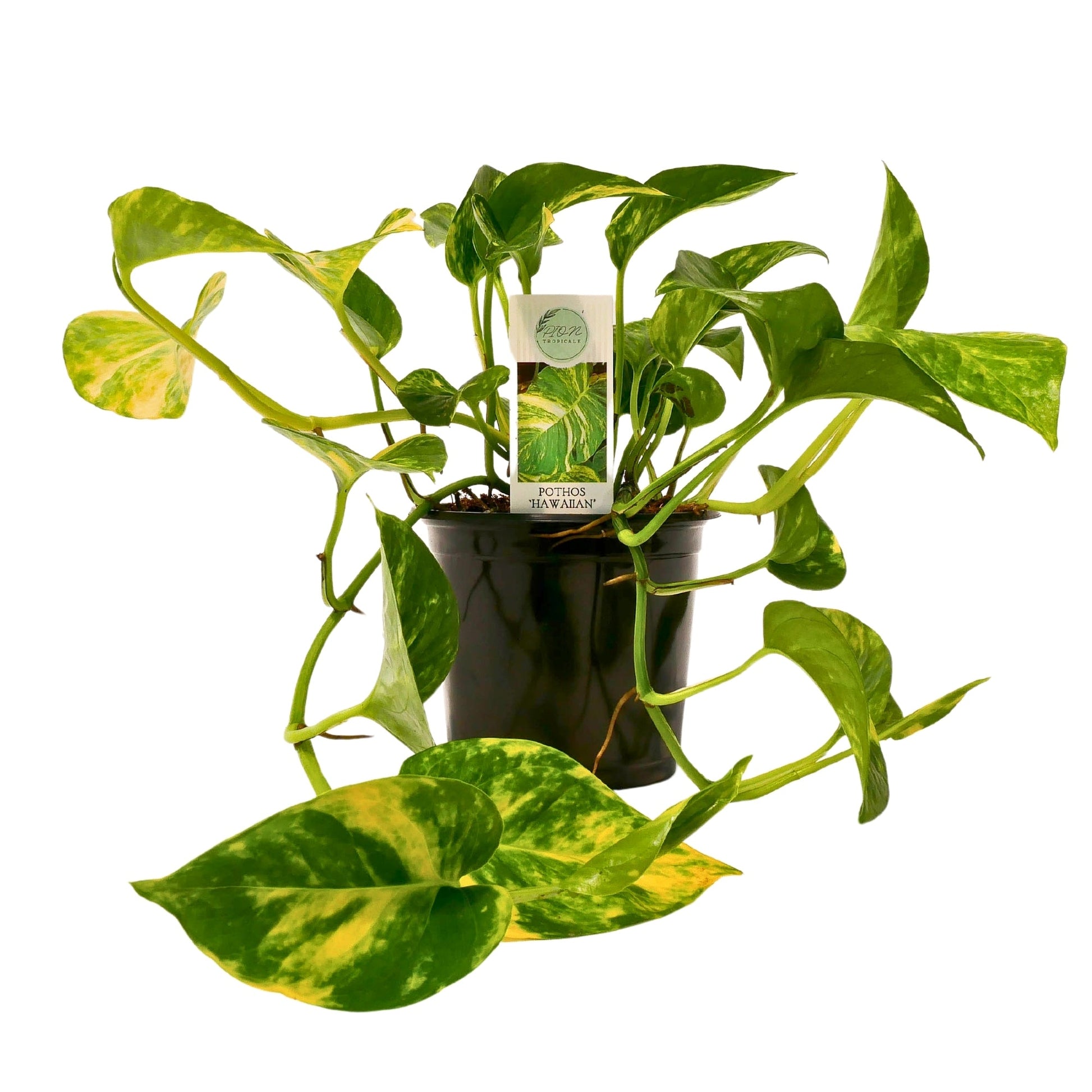 hawaiian pothos Hawaiian' Pothos – Jardineries Botanix