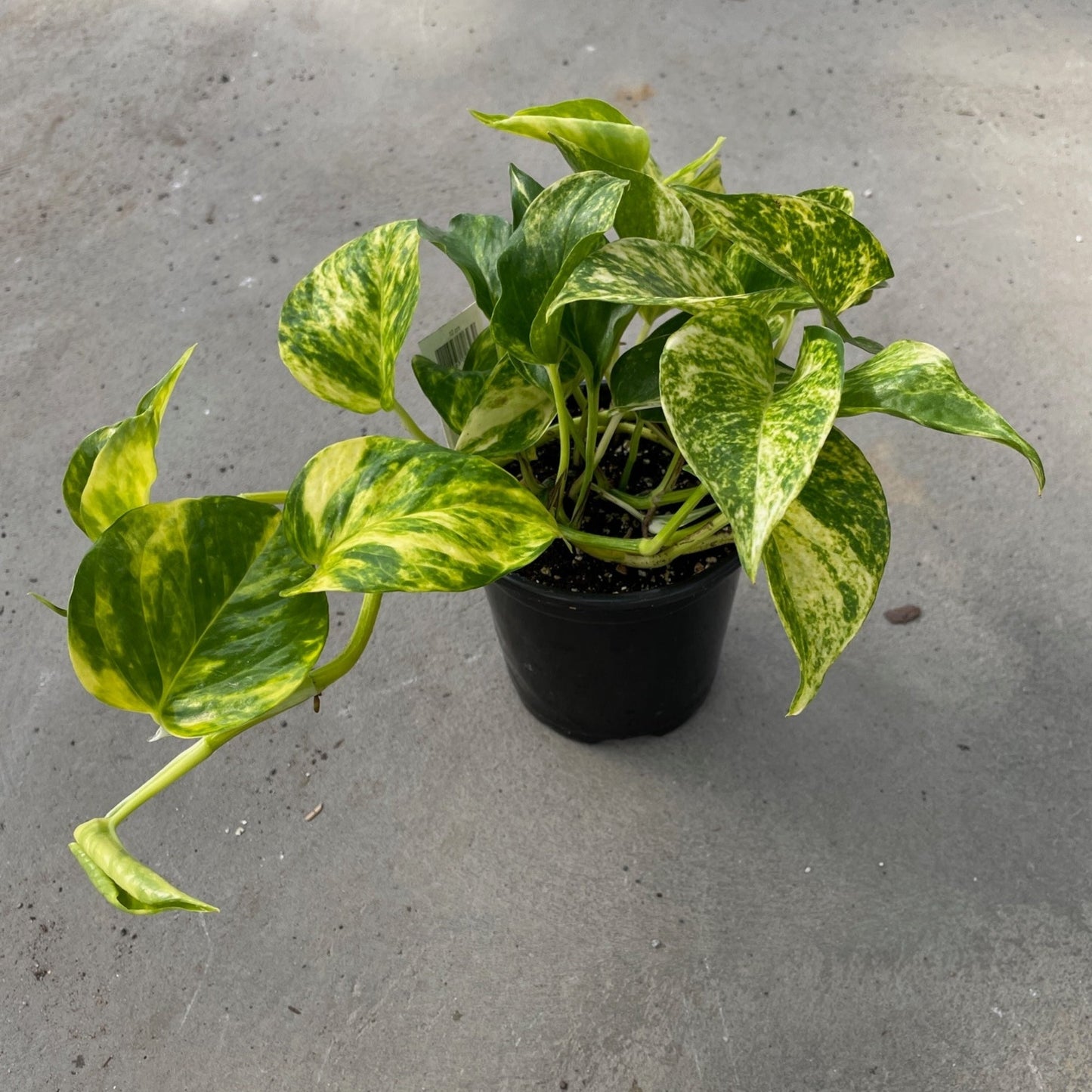 Hawaiian' Pothos