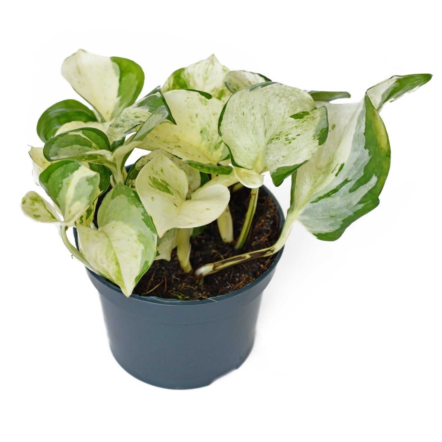 Manjula' Pothos, Happy Leaf Pothos, Jewel Pothos