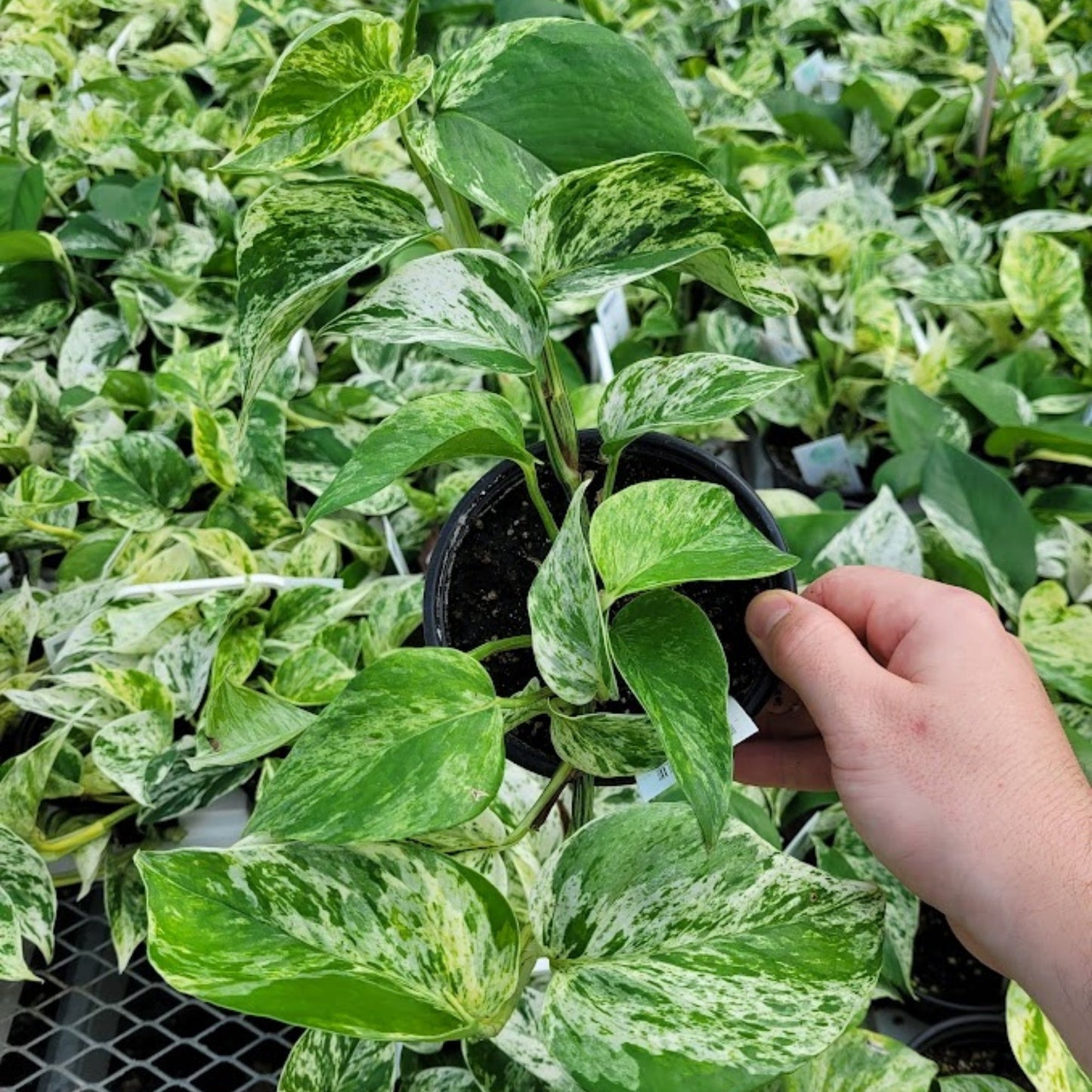 Marble Queen' Pothos 