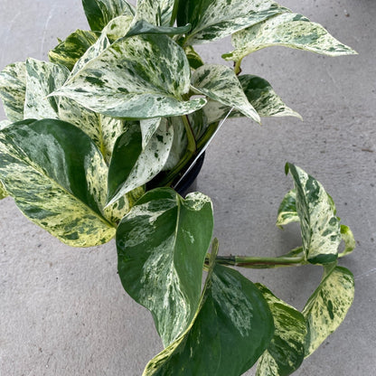 Marble Queen' Pothos 