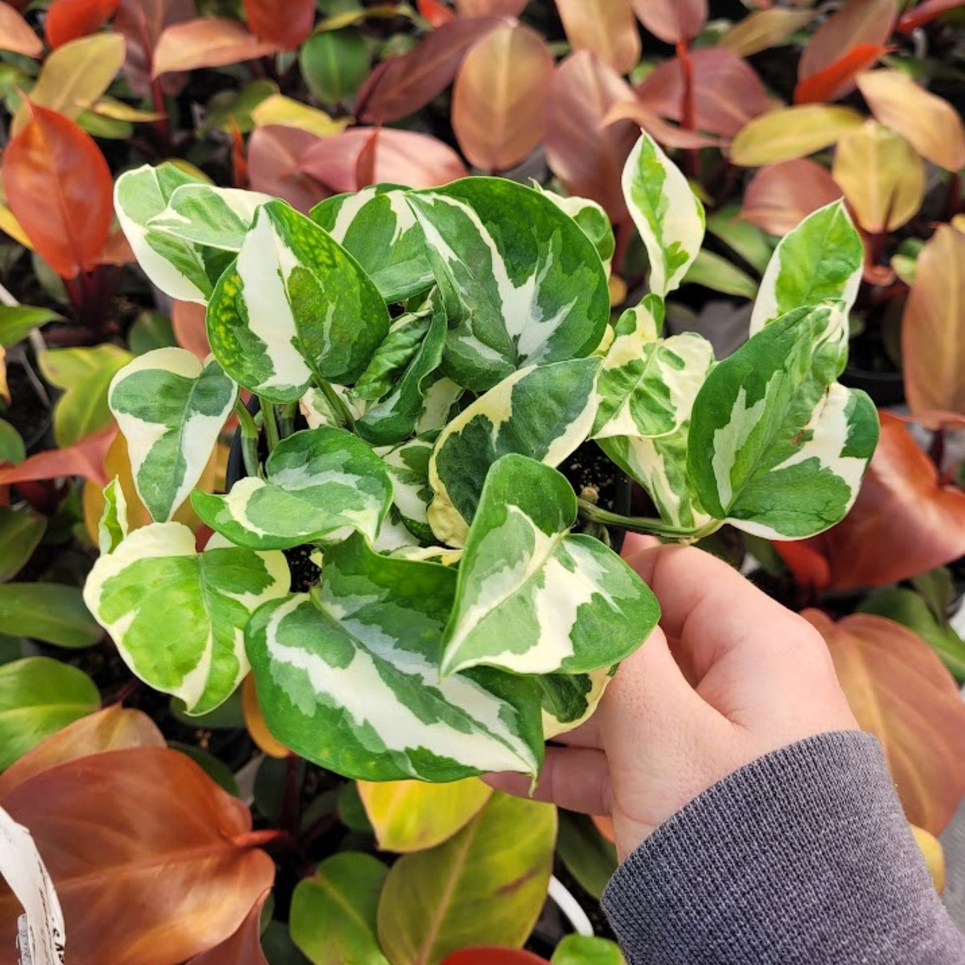 n joy pothos vs pearls and jade Elegant 'Pearls and Jade' Pothos | Artistic Variegation