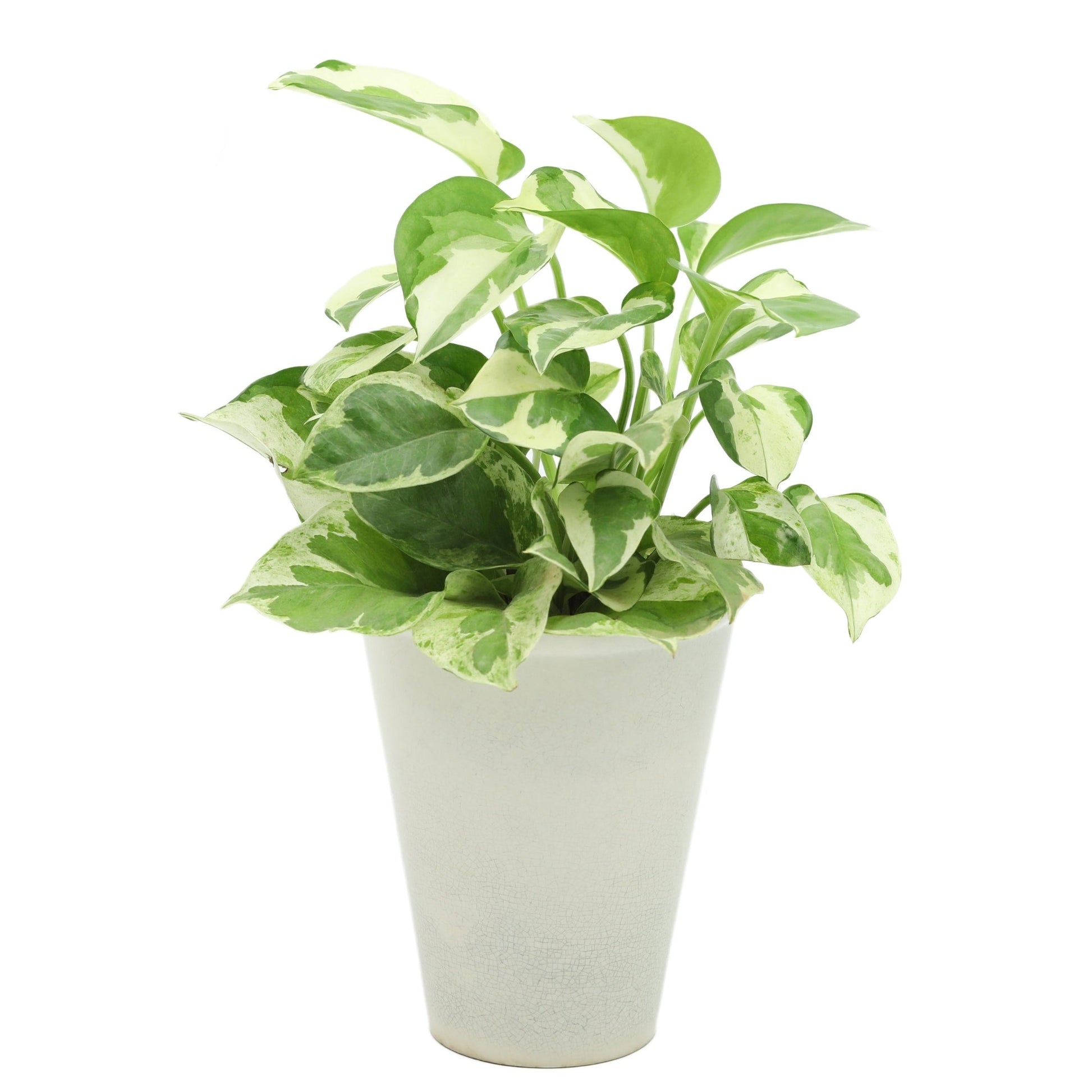 pearl jade plant Elegant 'Pearls and Jade' Pothos | Artistic Variegation