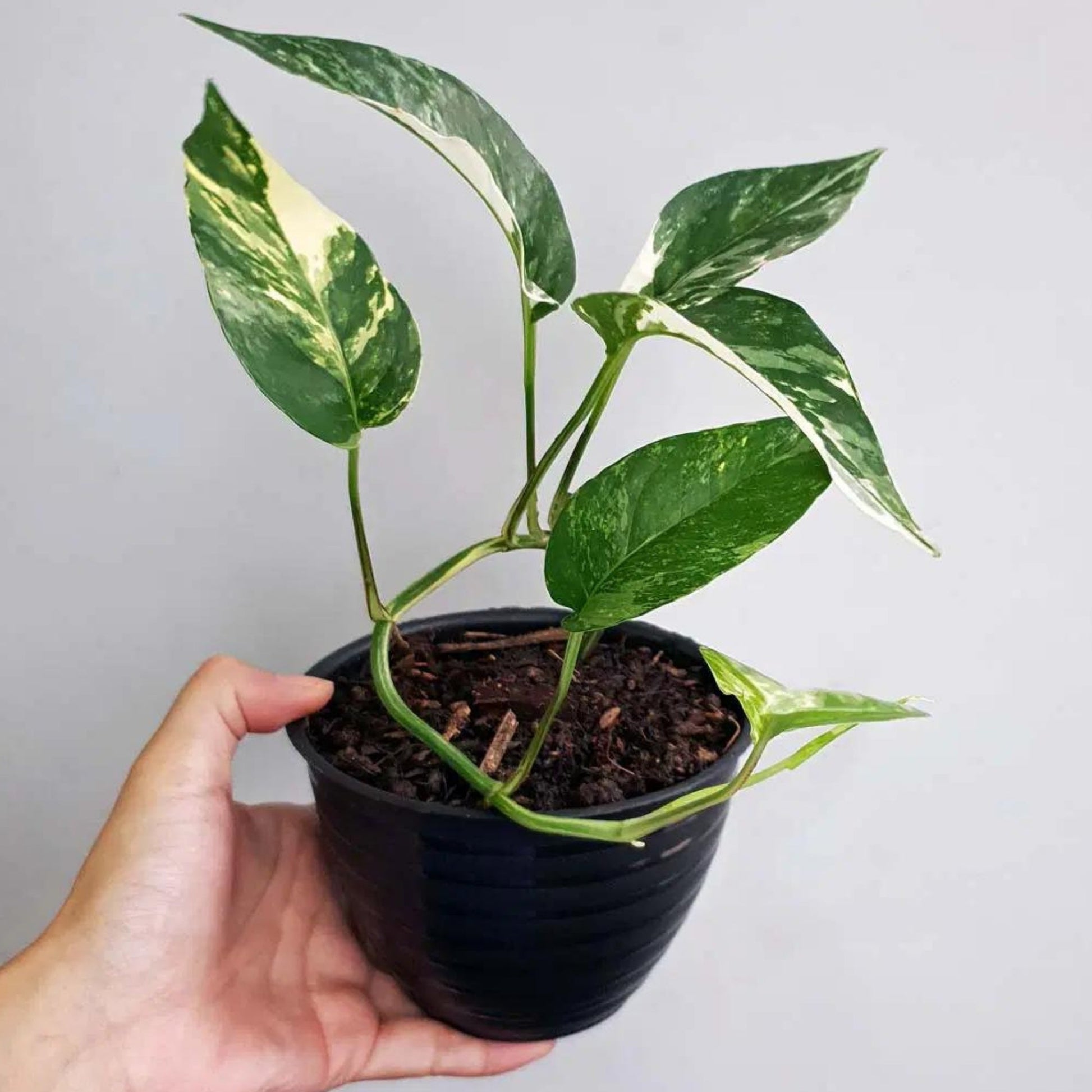 variegated albo pothos Epipremnum pinnatum 'Albo' | Collector's Pothos with Fenestrated Leaves