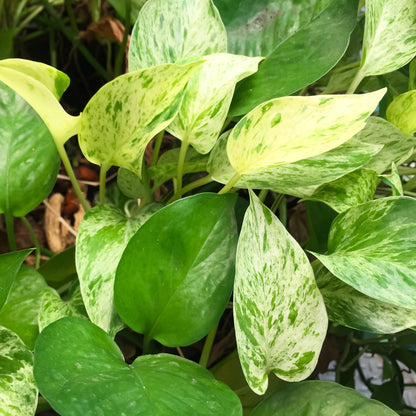 Epipremnum aureum – Golden Pothos (Scindapsus)