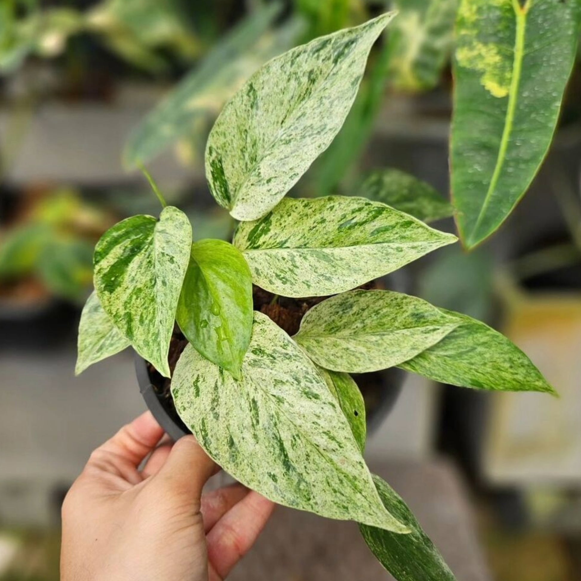 balinese indoor plant Epipremnum 'Bali Hanuman' | Fascinating Collector's Plant