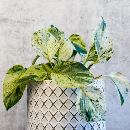 Epipremnum aureum 'Marble Queen' - 'Marble Queen' Pothos 