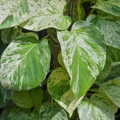 pothos marble queen latin name Pothos 'Marble Queen' | Description and Easy Care