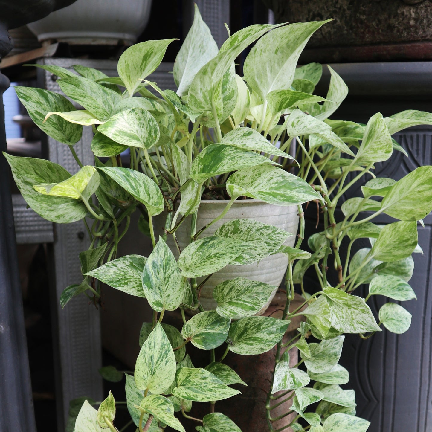 Epipremnum aureum 'Marble Queen' - 'Marble Queen' Pothos 