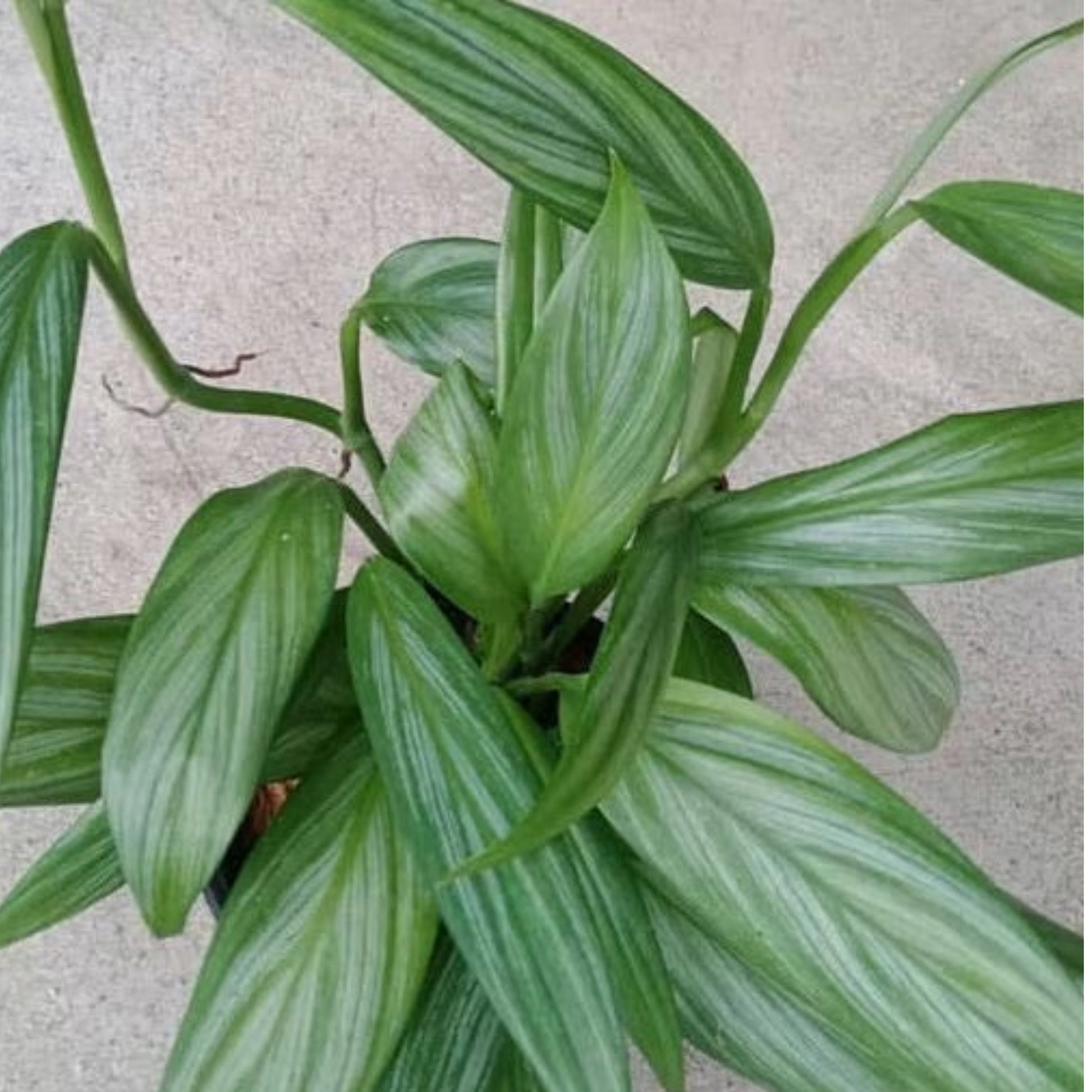 philodendron amplissimum silver Epipremnum 'Silver Stripe': Unique & Elegant Variegated Pothos