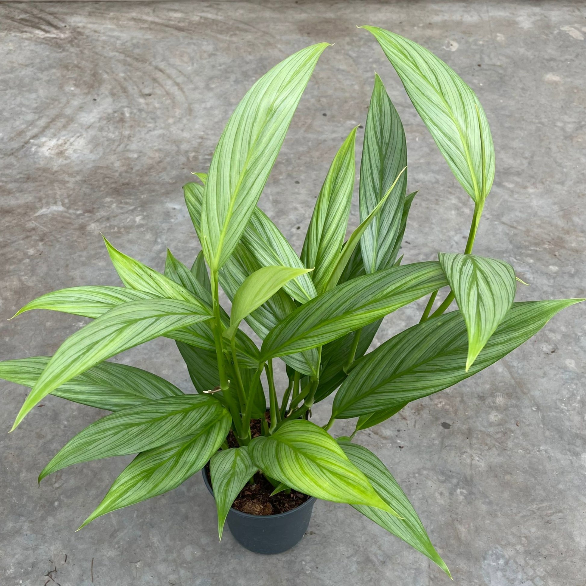 pothos silver streak Epipremnum 'Silver Stripe': Unique & Elegant Variegated Pothos