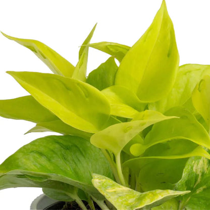 Epipremnum aureum 'Champs Élysées' - Pothos 'Champs Élysées'