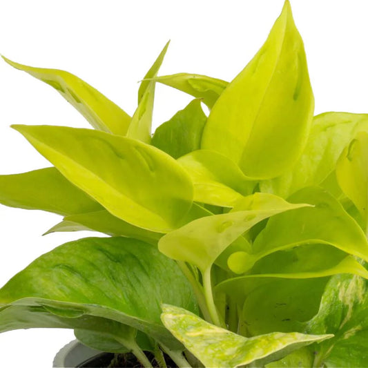 Epipremnum aureum 'Champs Élysées' - Pothos 'Champs Élysées'