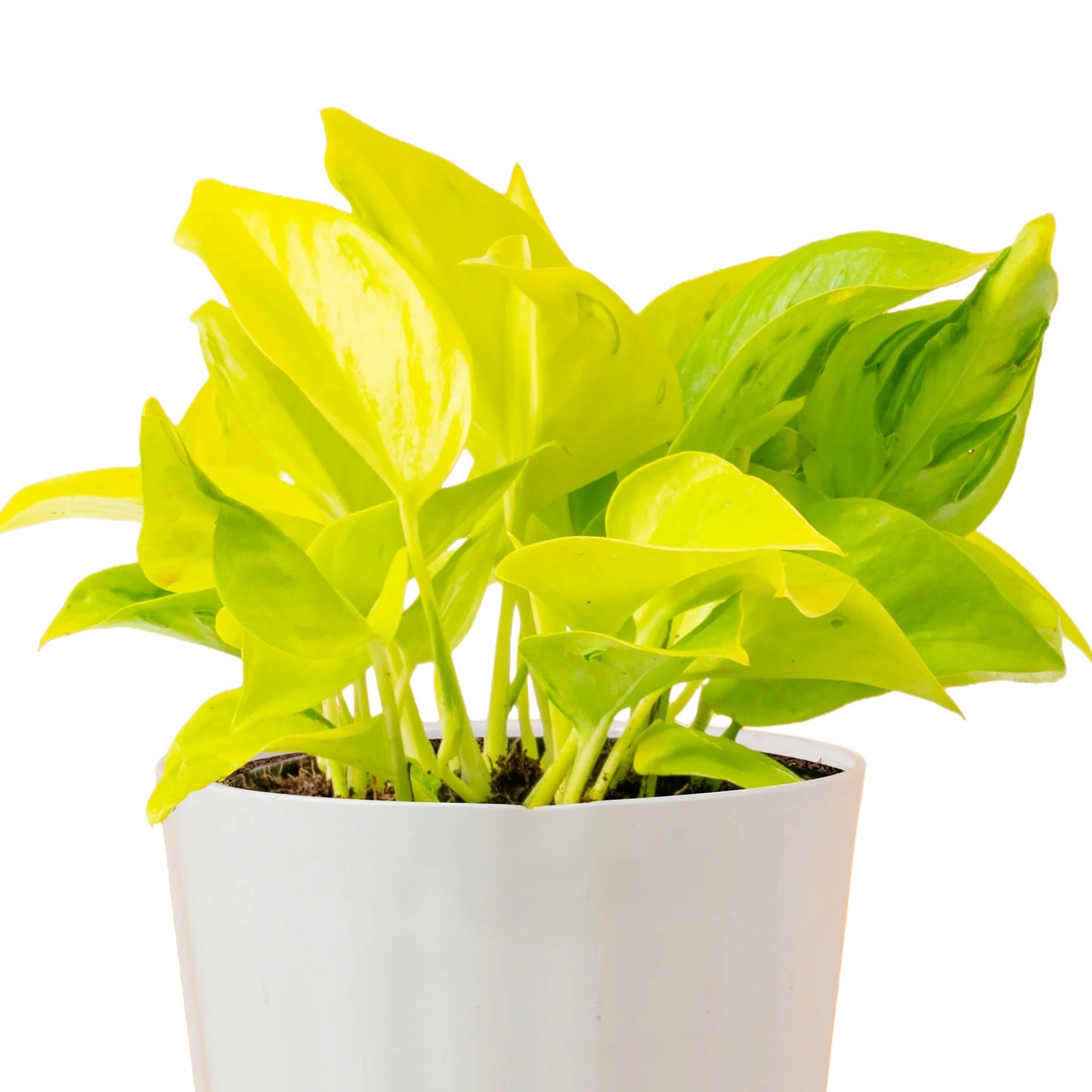 pothos champs elysees Epipremnum 'Champs Élysées' | Rare Textured Pothos